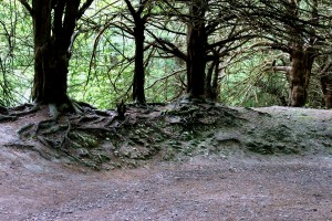 With Malene Skaerved on the North Downs Way. 20 6 14. It's in these landscapes, that Malene finds so many of her characters - for her, the woods are filled with voices