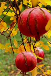 The last pomegranates