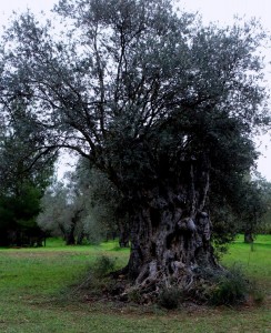 Ancient Olive