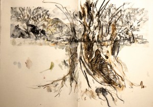 Ancient Olive, and the view west 3 12 14