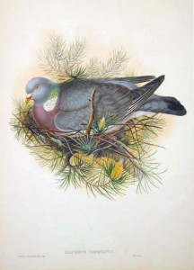 Woodpigeon (COlumba palumbus)