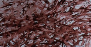 Nuthatch (Sitta Europaea) Manaccan 22 11 15