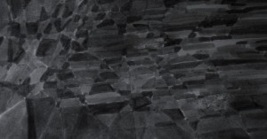 Sparrowhawk (Accipiter nisus). Eskdale