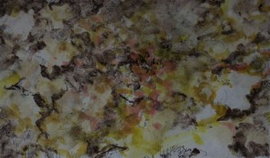 Linnet (Carduelis cannabina). Lambourne End. 