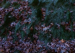 First Frost Stillwater 12 11 16